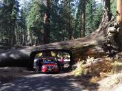 A fallen Sequoia tree.